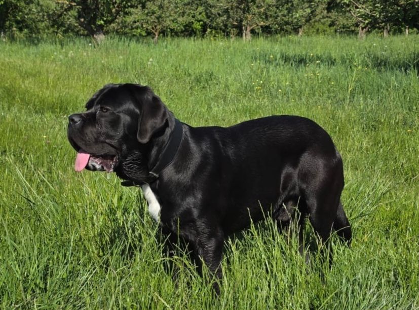 Voyou Des Gardiens De Lennantony