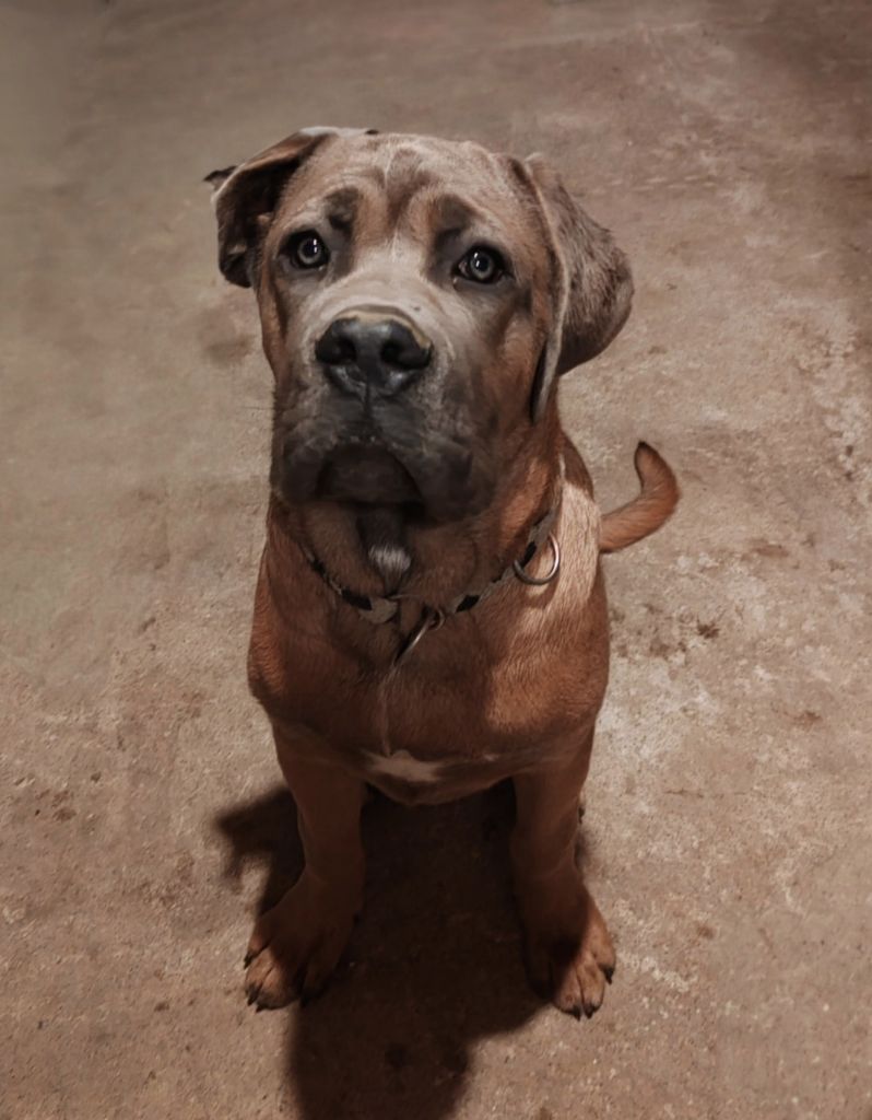 Alpha Des Gardiens De Lennantony