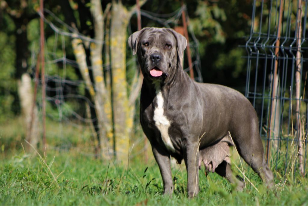 Chiots cane corso