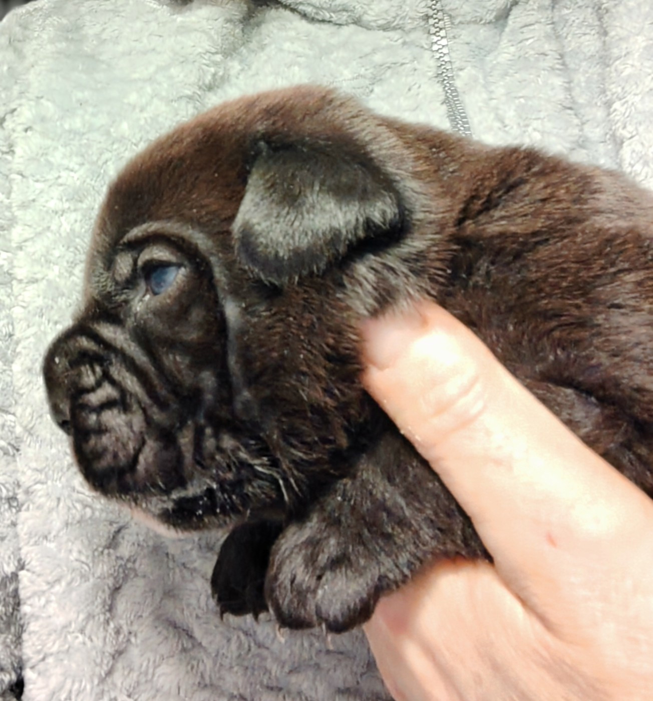 Des Gardiens De Lennantony - Chiots disponibles - Cane Corso