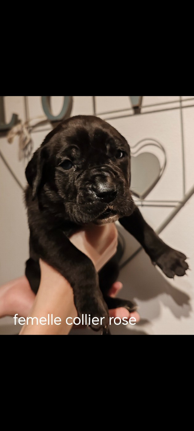 Des Gardiens De Lennantony - Chiots disponibles - Cane Corso