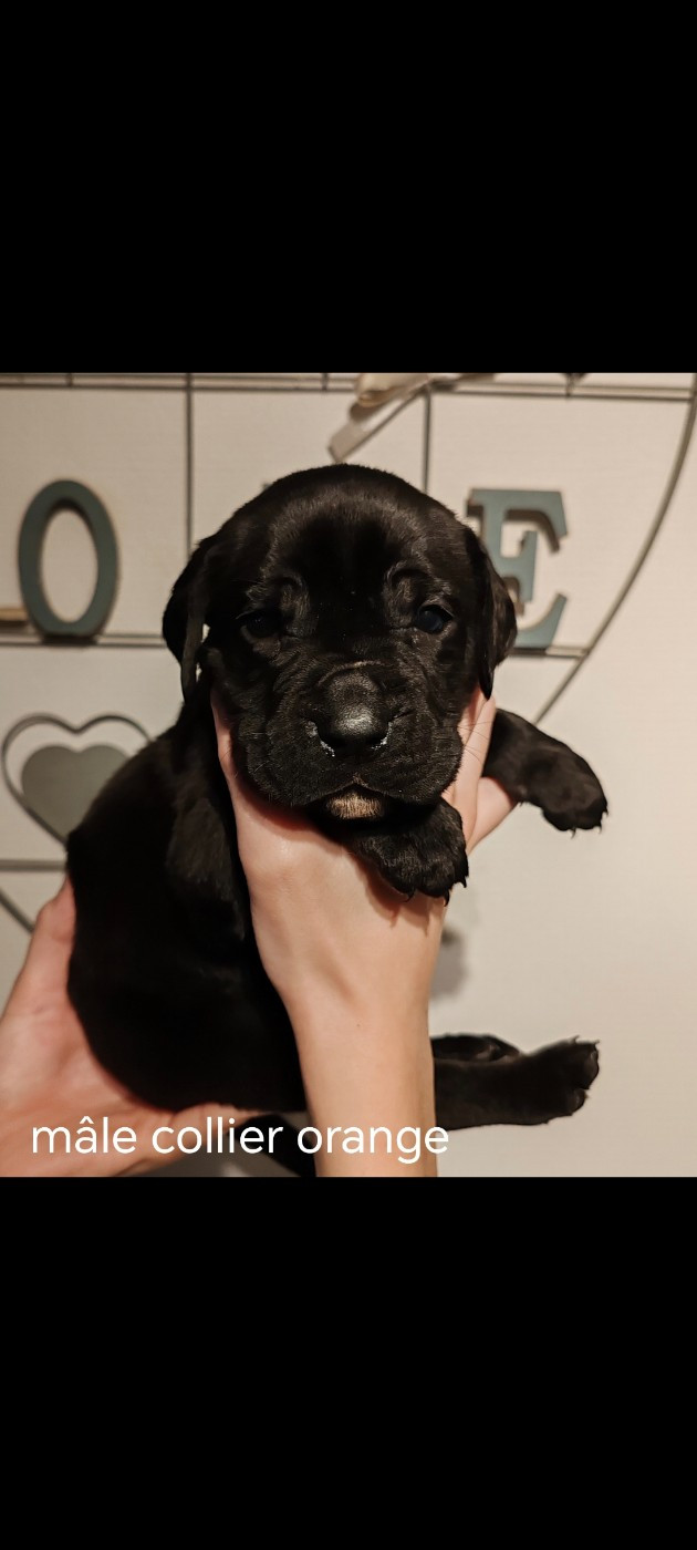 Des Gardiens De Lennantony - Chiots disponibles - Cane Corso