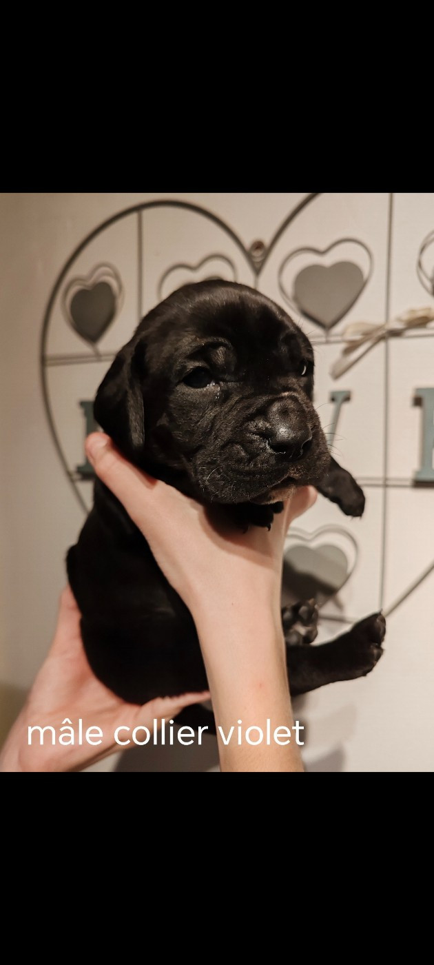 Des Gardiens De Lennantony - Chiots disponibles - Cane Corso