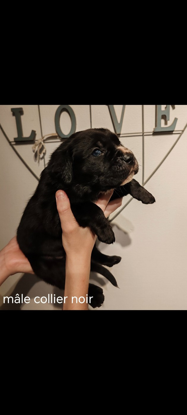 Des Gardiens De Lennantony - Chiots disponibles - Cane Corso