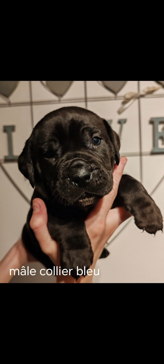 Des Gardiens De Lennantony - Chiots disponibles - Cane Corso