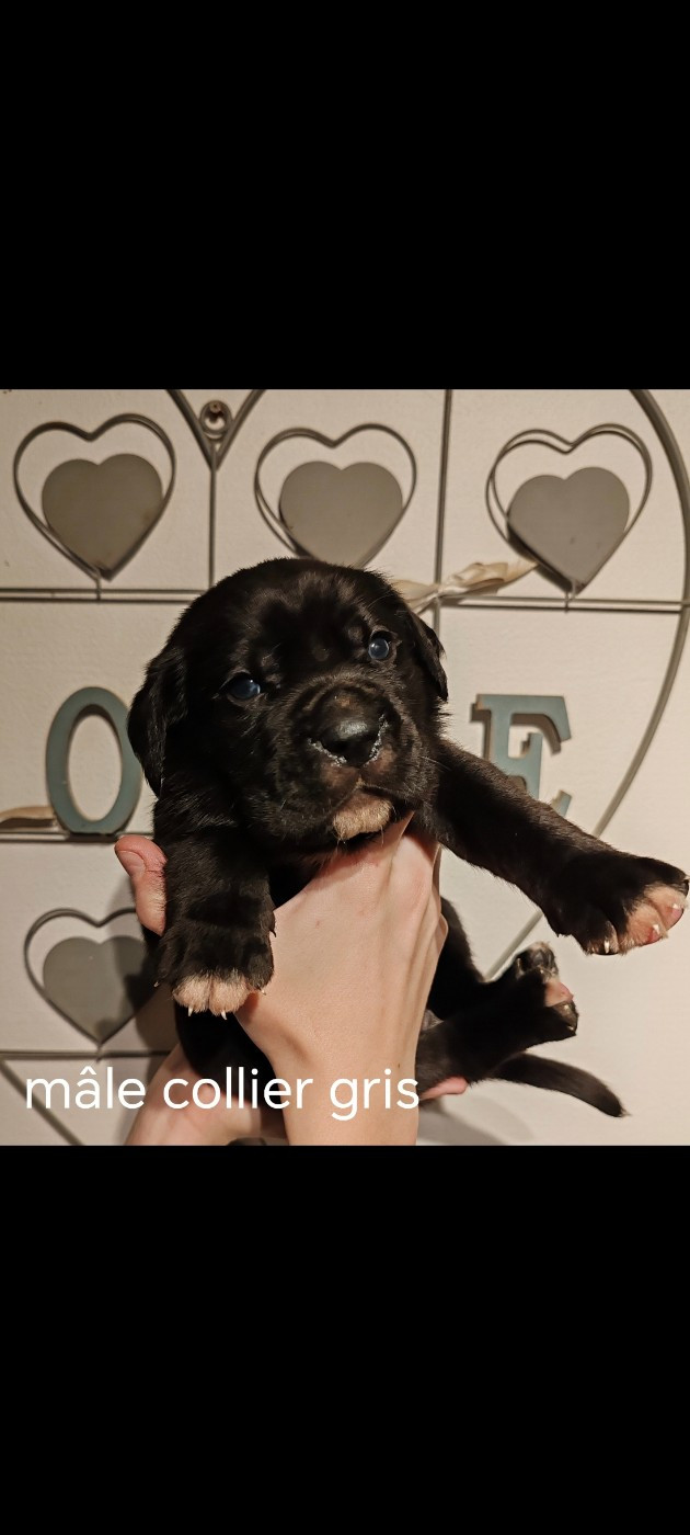 Des Gardiens De Lennantony - Chiots disponibles - Cane Corso