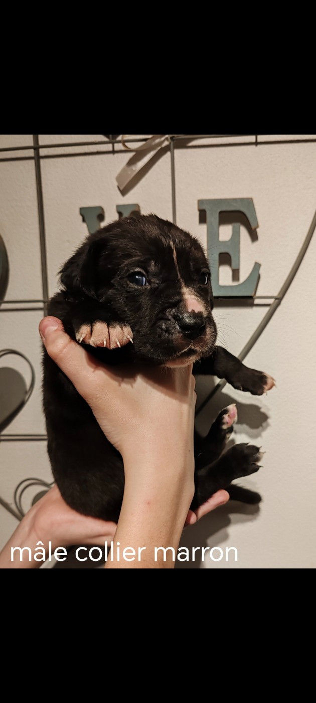 Des Gardiens De Lennantony - Chiots disponibles - Cane Corso