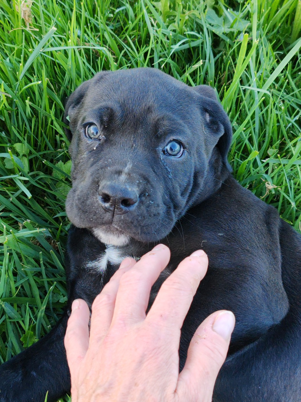 Des Gardiens De Lennantony - Chiots disponibles - Cane Corso
