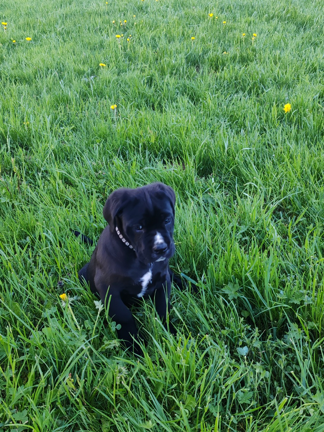 Des Gardiens De Lennantony - Chiots disponibles - Cane Corso