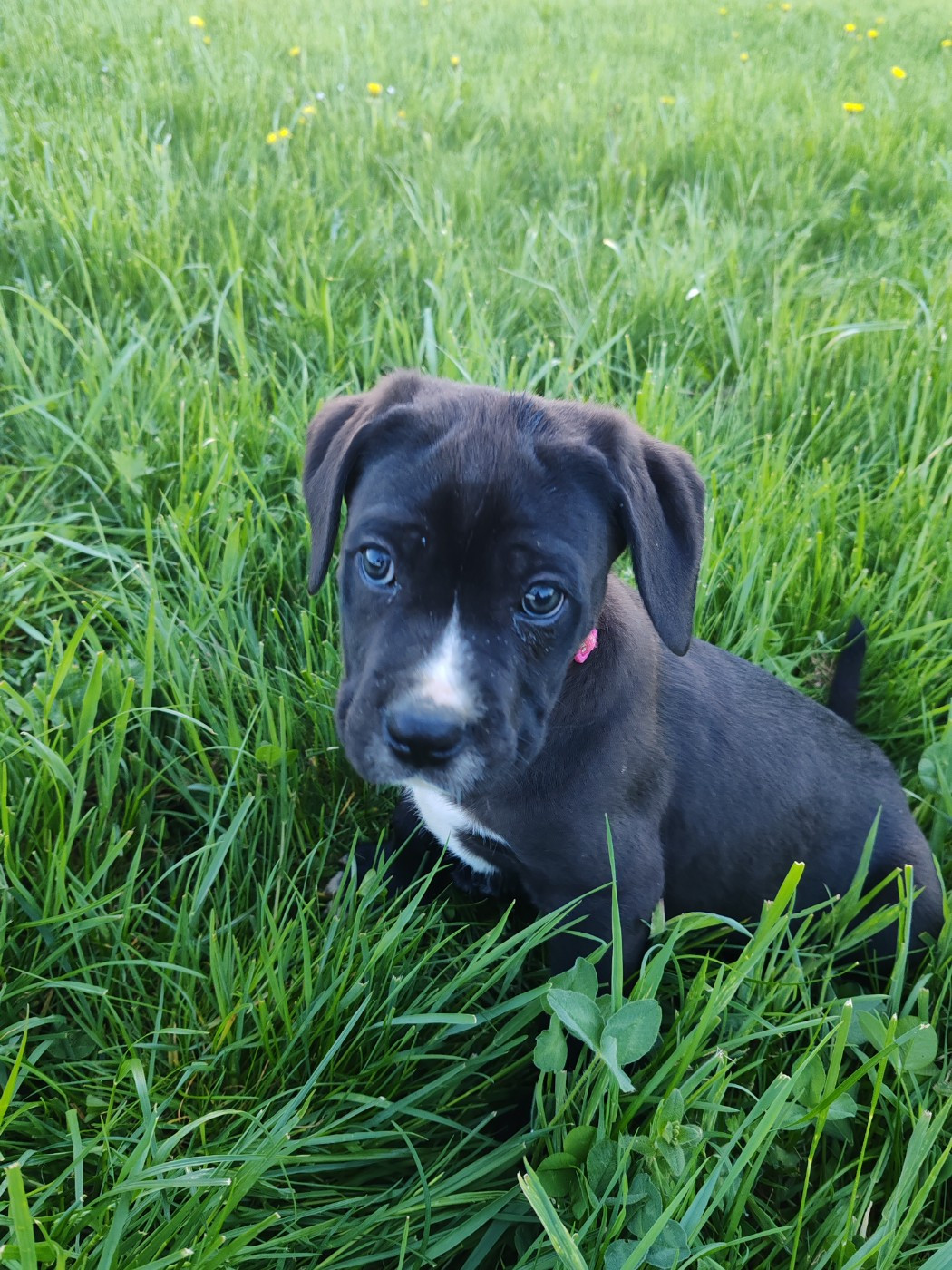 Des Gardiens De Lennantony - Chiots disponibles - Cane Corso