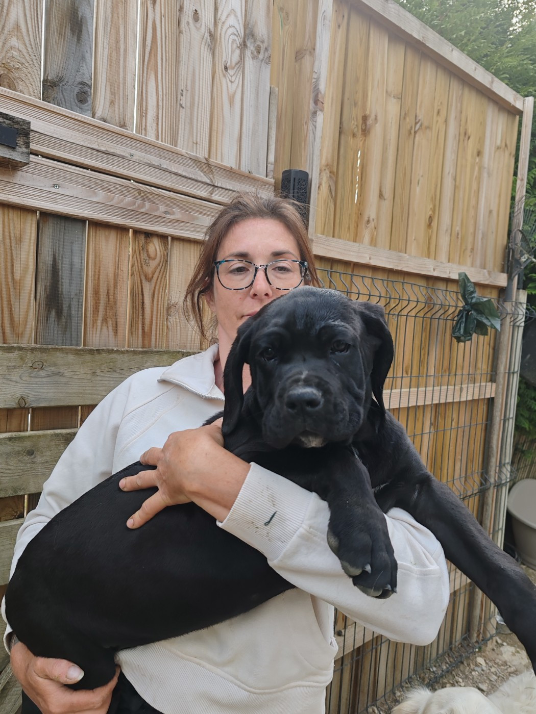 Des Gardiens De Lennantony - Chiots disponibles - Cane Corso