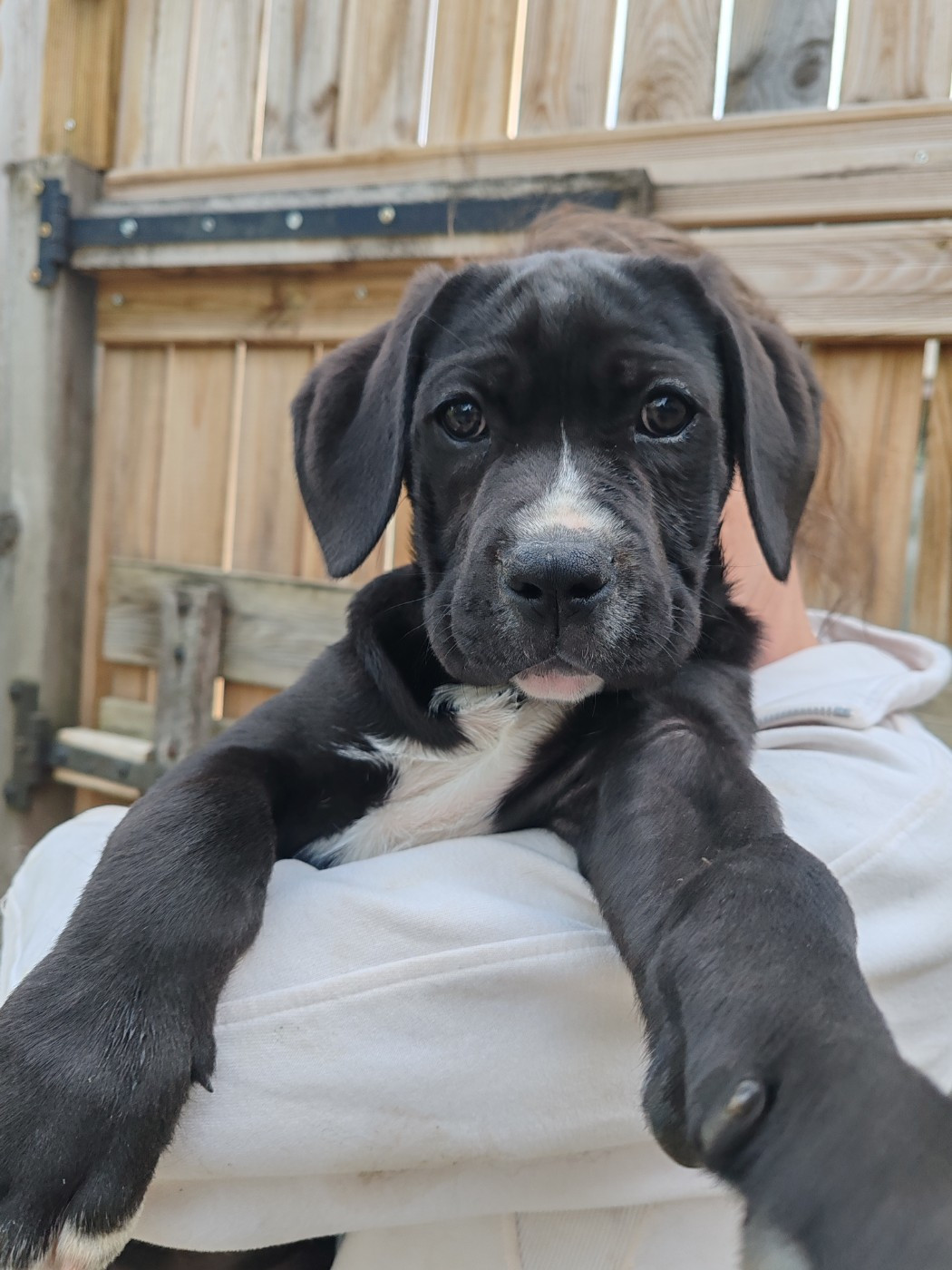 Des Gardiens De Lennantony - Chiots disponibles - Cane Corso