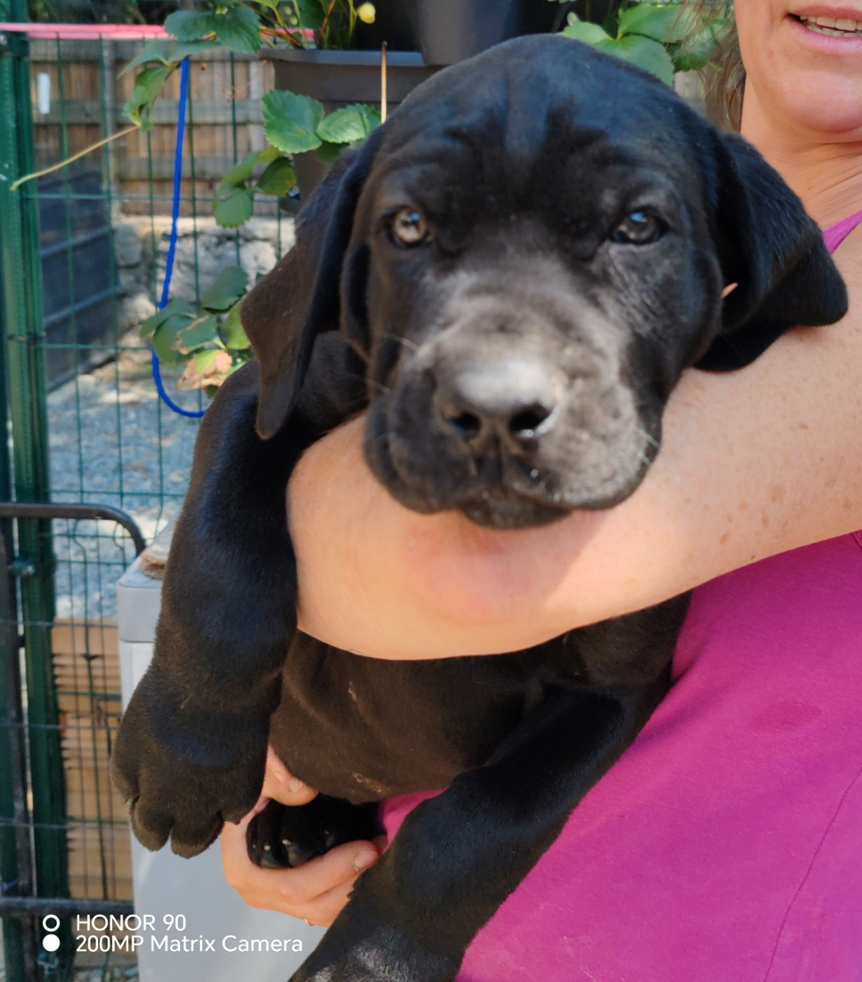 Des Gardiens De Lennantony - Chiots disponibles - Cane Corso