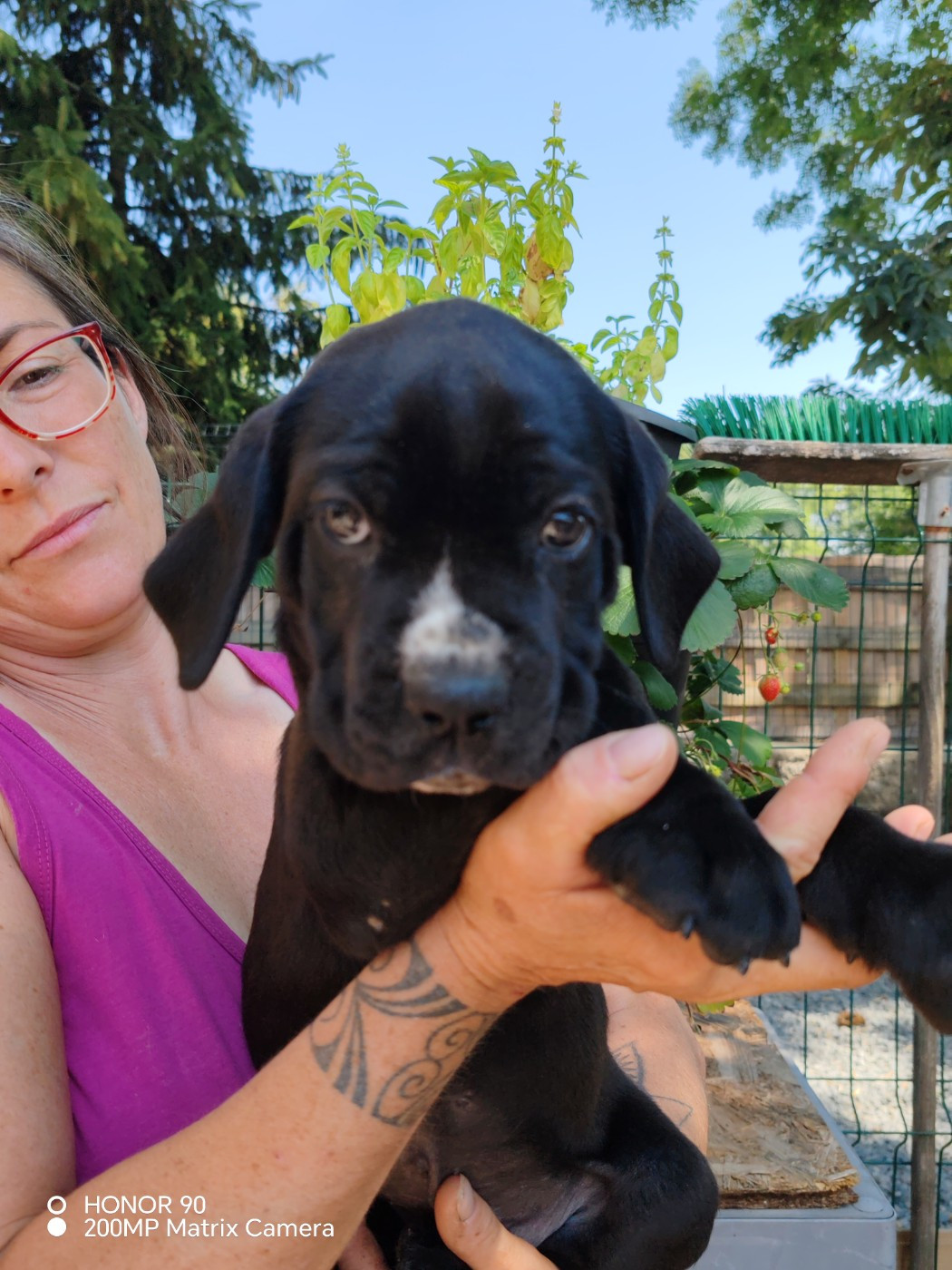 Des Gardiens De Lennantony - Chiots disponibles - Cane Corso