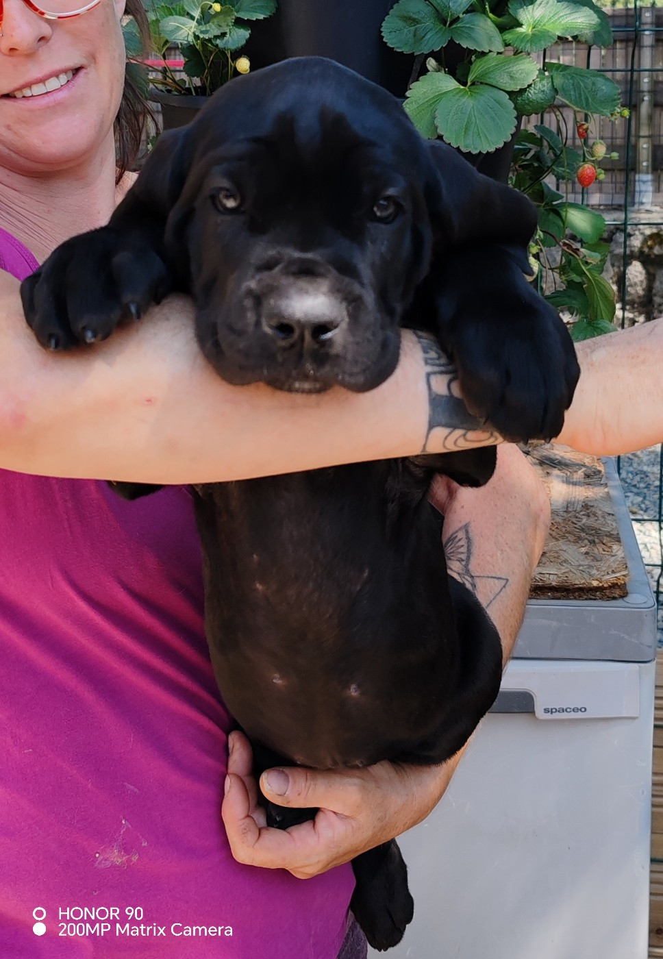 Des Gardiens De Lennantony - Chiots disponibles - Cane Corso