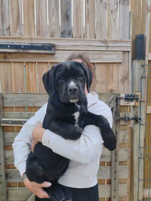 Blacky